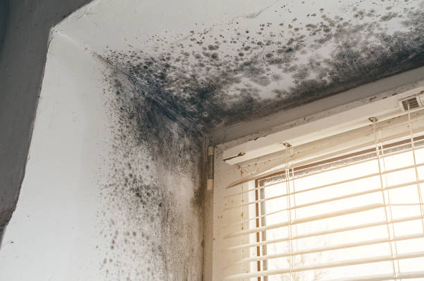 Affordable Mold Cleanup solutions in Zebulon, GA